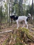 Terrier brasileiro