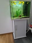 juwel akvarium 125 liter inklusive fisk