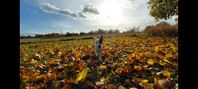 Jack Russell Terrier 