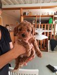 Superfin Cavapoo valp