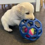 Labradoodle Valpar Leveransklara 15/12 då valparna är 8v.