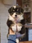 Australian shepherd valpar