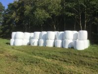 Höensilage