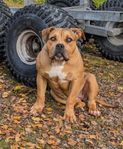 Americanbully ( fodervärd )