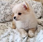 Mini pomchi hane säljes