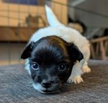 papillon/chihuahua/pomeranian mix.