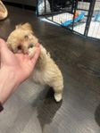 Maltipoo toy 