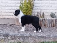 Australian Shepherd