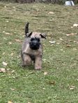 Irish softcoated wheaten terrier valp 