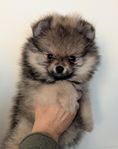 Pomeranian 