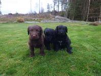 Labradoodle (Origin = 1a generation)