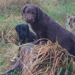 Labradoodle (Origin = 1a generation)