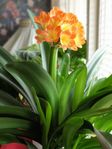 Tillfälle! Gigantisk Mönjelilja Clivia höjd 75cm