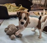 Jack Russell Terrier Valp