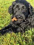 Goldendoodle