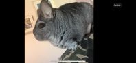 chinchilla 