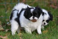 Japanese Chin-SKK