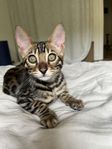 bengal katt