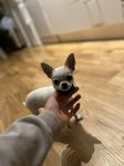 Chihuahua korthårig SKK 