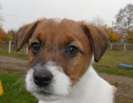 SKK Reg Jack Russell Terrier Valpar