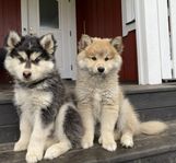 finsk lapphund valpar