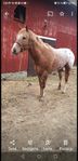 Appaloosa hingst 