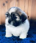 Lhasa apso