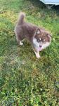 finsk lapphund 15 veckor 