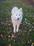 Samojed