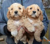 cavapoo valpar