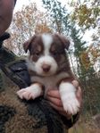 Border Collie / Australien Shepherd valpar