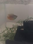 Dwarf gourami 