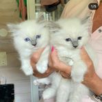 2 ragdoll/Birma , kattungar, pojkar 7 000kr st.