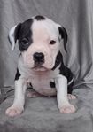 olde english bulldog valpar