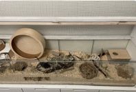 Ikea detolf vitrinskåp omgjord bur hamster,gerbil, gnagare