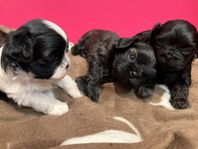 Shih tzu valpar, leveransklara 25. nov