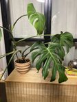 Stor monstera