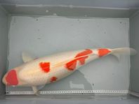 Japanska koi; Kohaku, Yamabuki, Showa, Platinum.