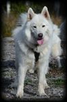 Samojed