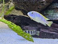 Malawi Labidochromis perlmutt