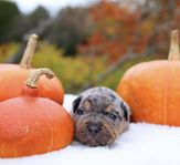 american bully valpar merle 