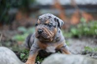 american bully valpar merle (delbetalning)