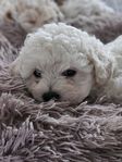 Maltipoo F1