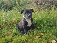 staffordshire bullterrier, hane