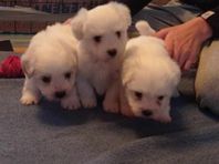 Coton de tulear valpar