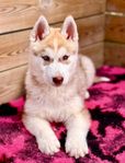 Underbar Siberian Husky hanvalp Sällskapsavlad