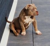 American bully 