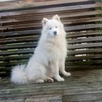 Samojed Hane 2 år