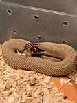 superconda het. Albino hognose Snake