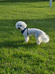 Renrasigt Bichon Friese